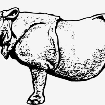 RHINO003 Thumbnail